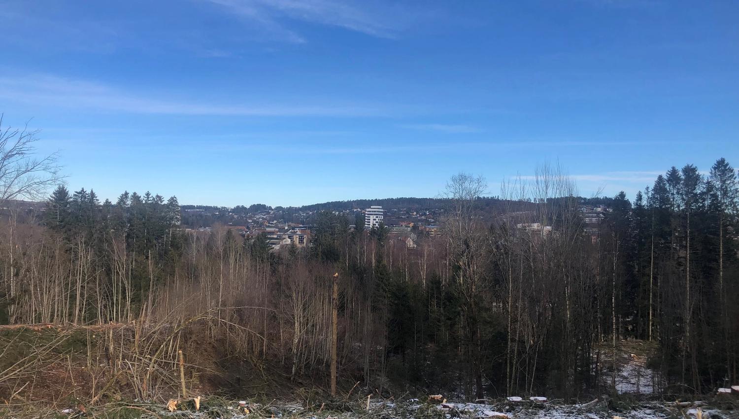 Oversikt skogrydding