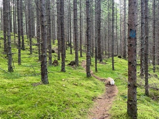 hund i åpen granskog