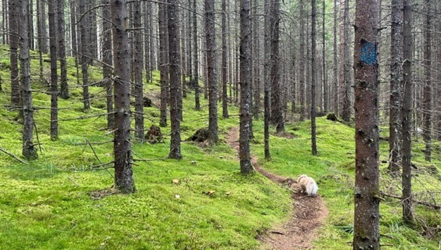 hund i åpen granskog