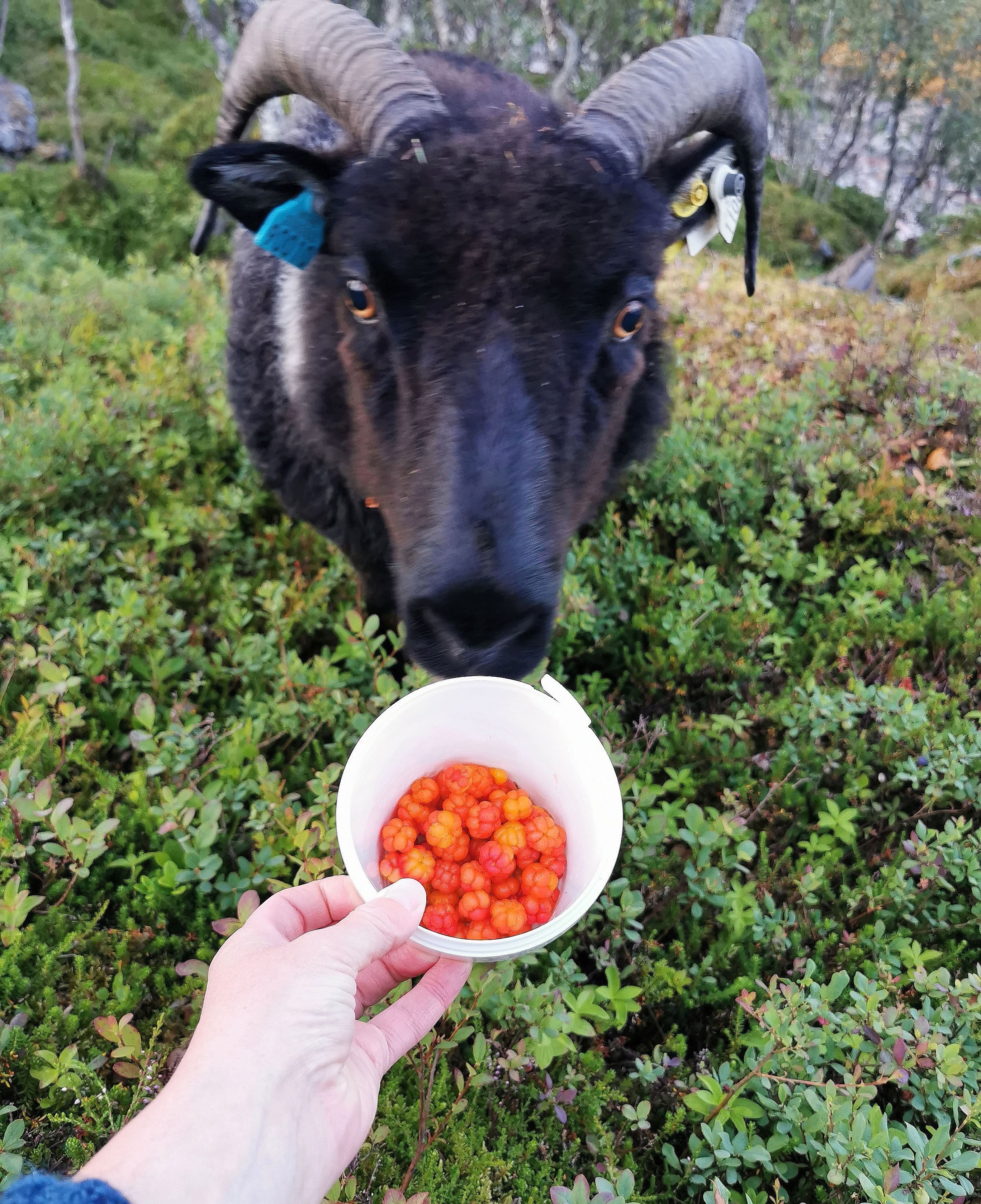 nysgjerrig fjellgeit