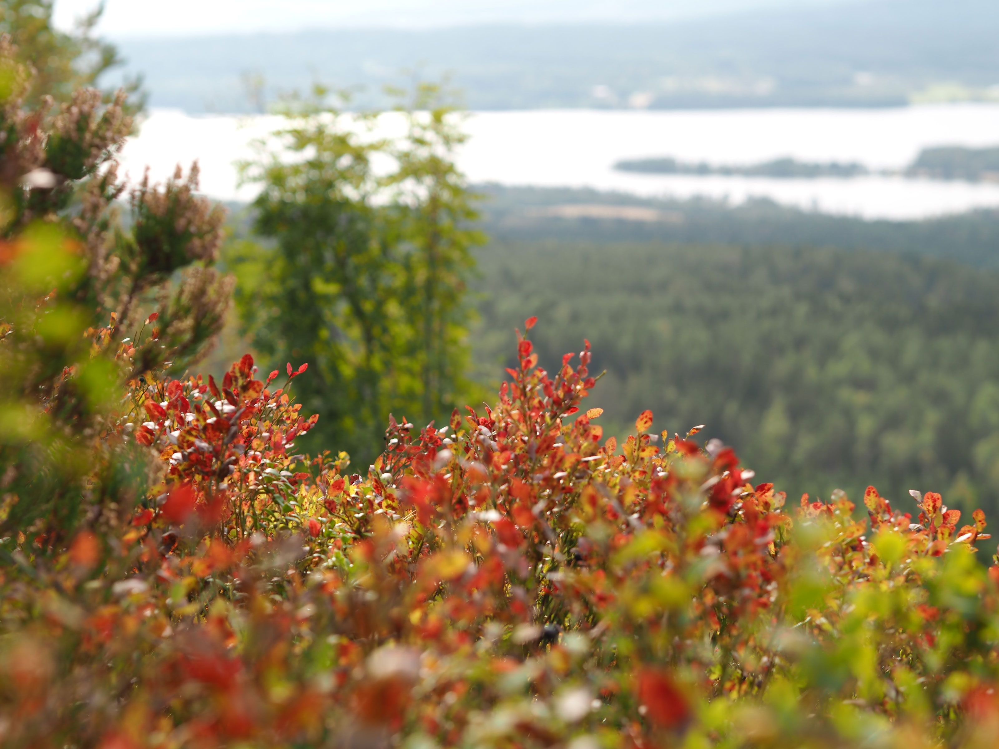 blueberry vine overlooking a water in the background