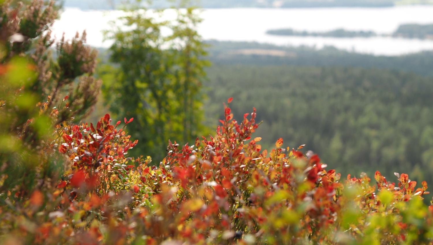 blueberry vine overlooking a water in the background
