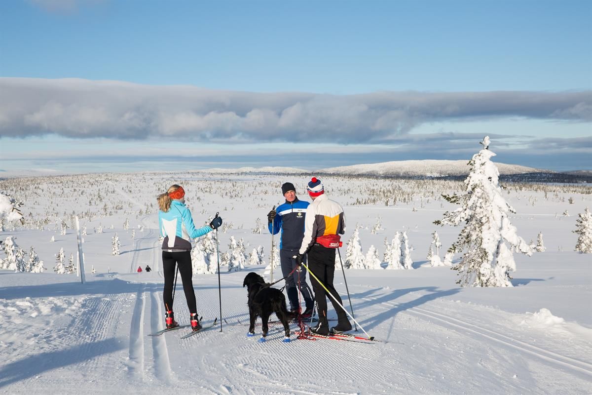Three people and a dog skiing on a ski trail with the sun from a blue sky