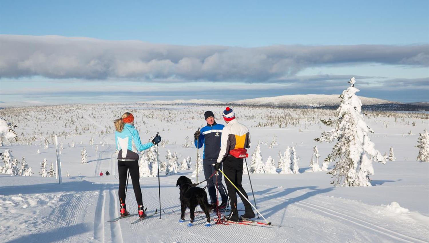 Three people and a dog skiing on a ski trail with the sun from a blue sky
