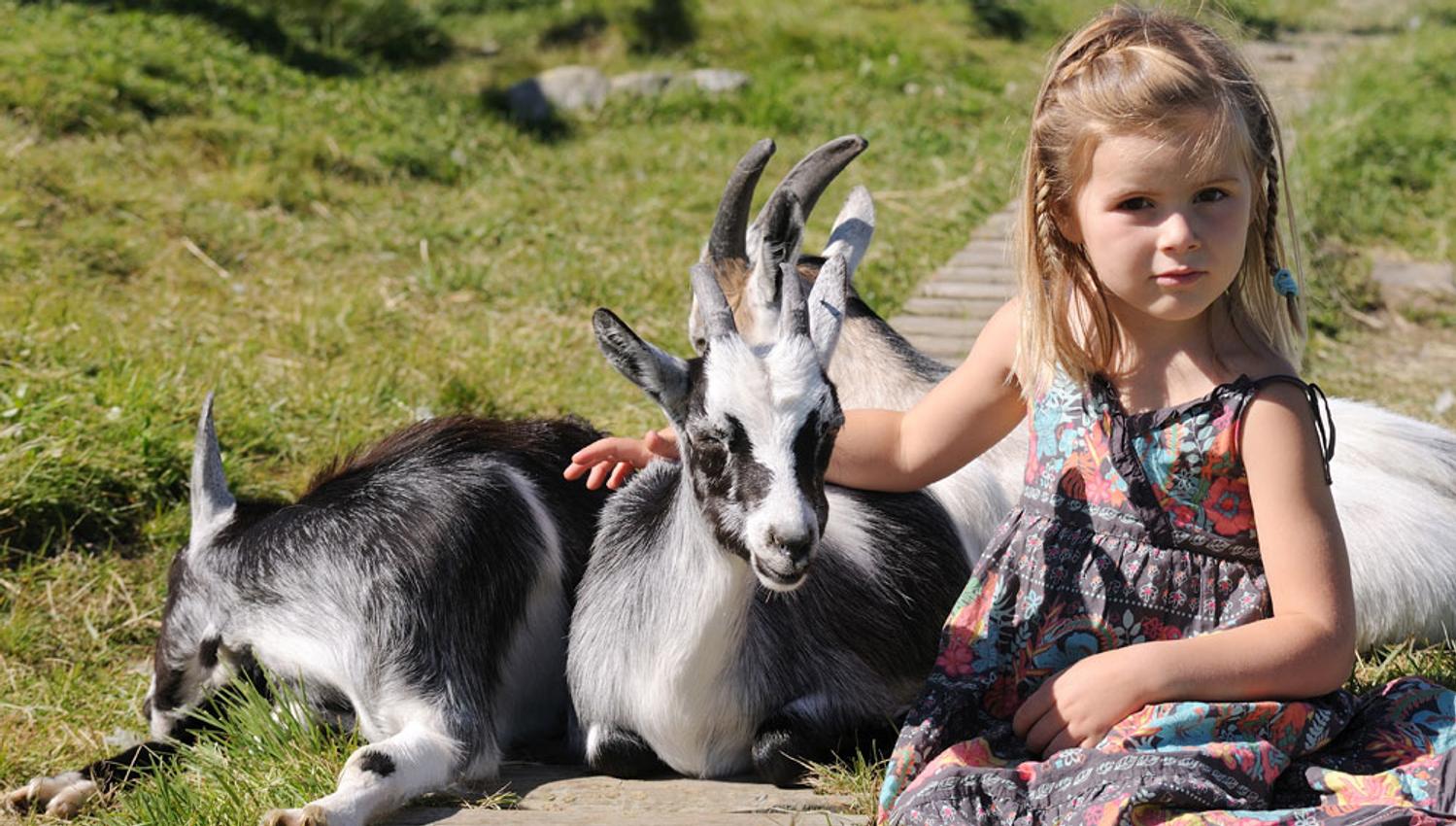 little girl with 3 goats on the children's seats at Vierli