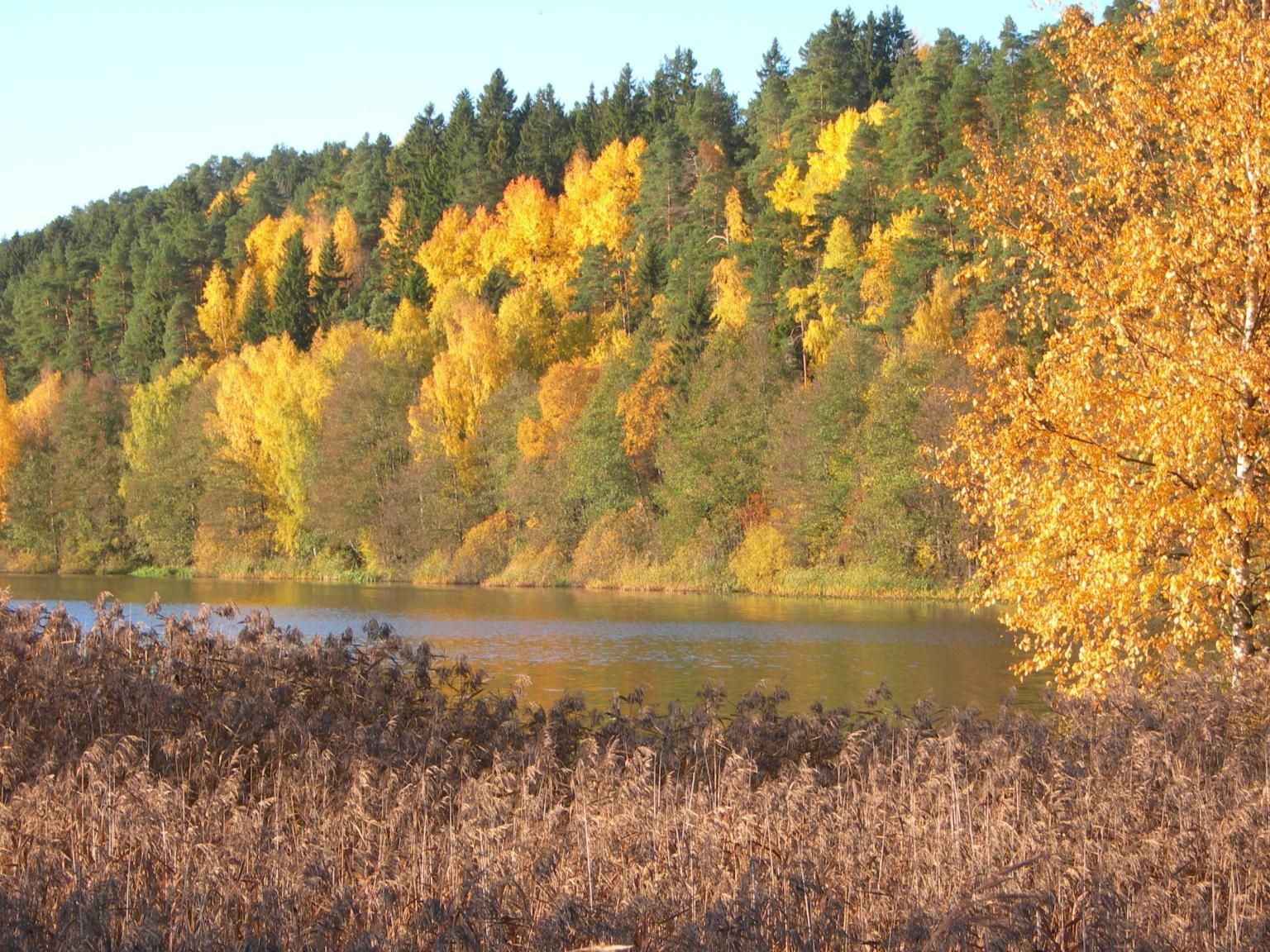 autumn trees