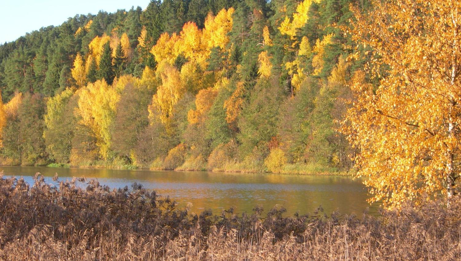autumn trees