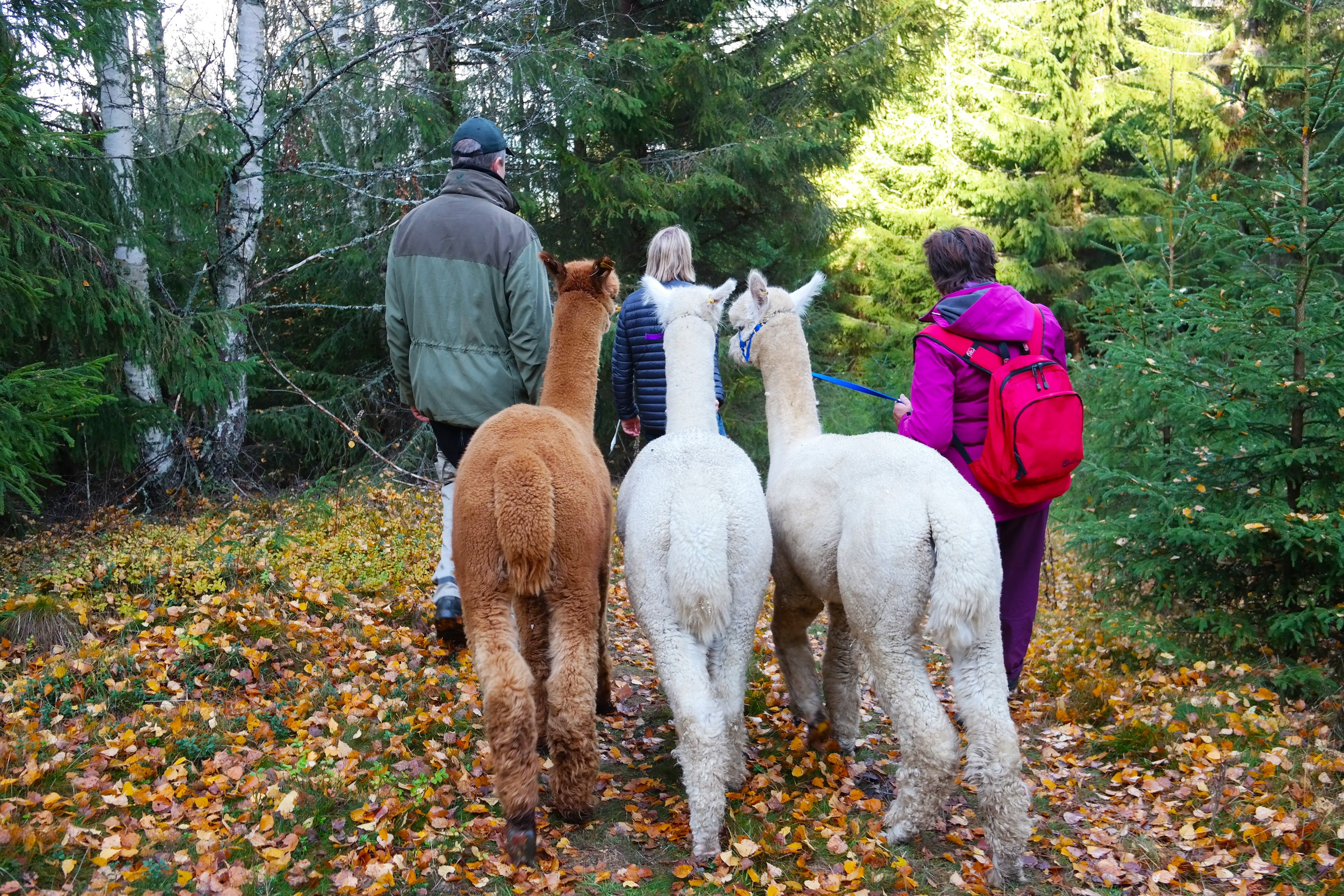 2 alpacas in the forest with 3 people 