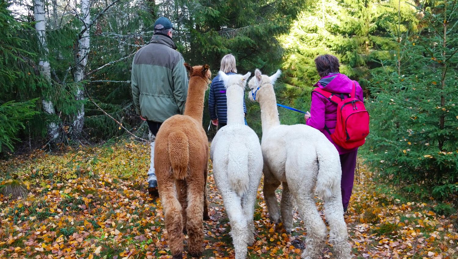 2 alpacas in the forest with 3 people