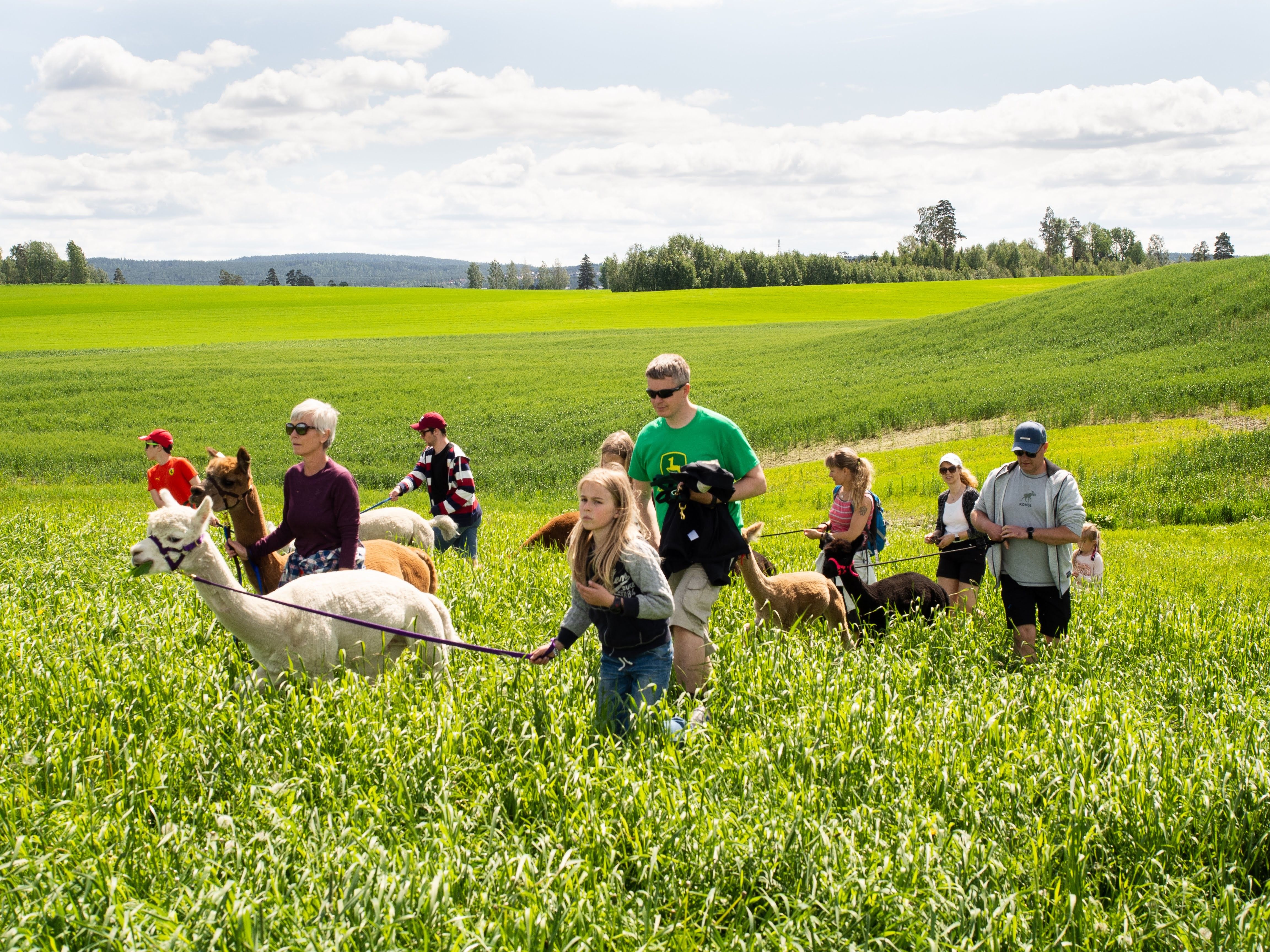 children and alpacas walking in green fields