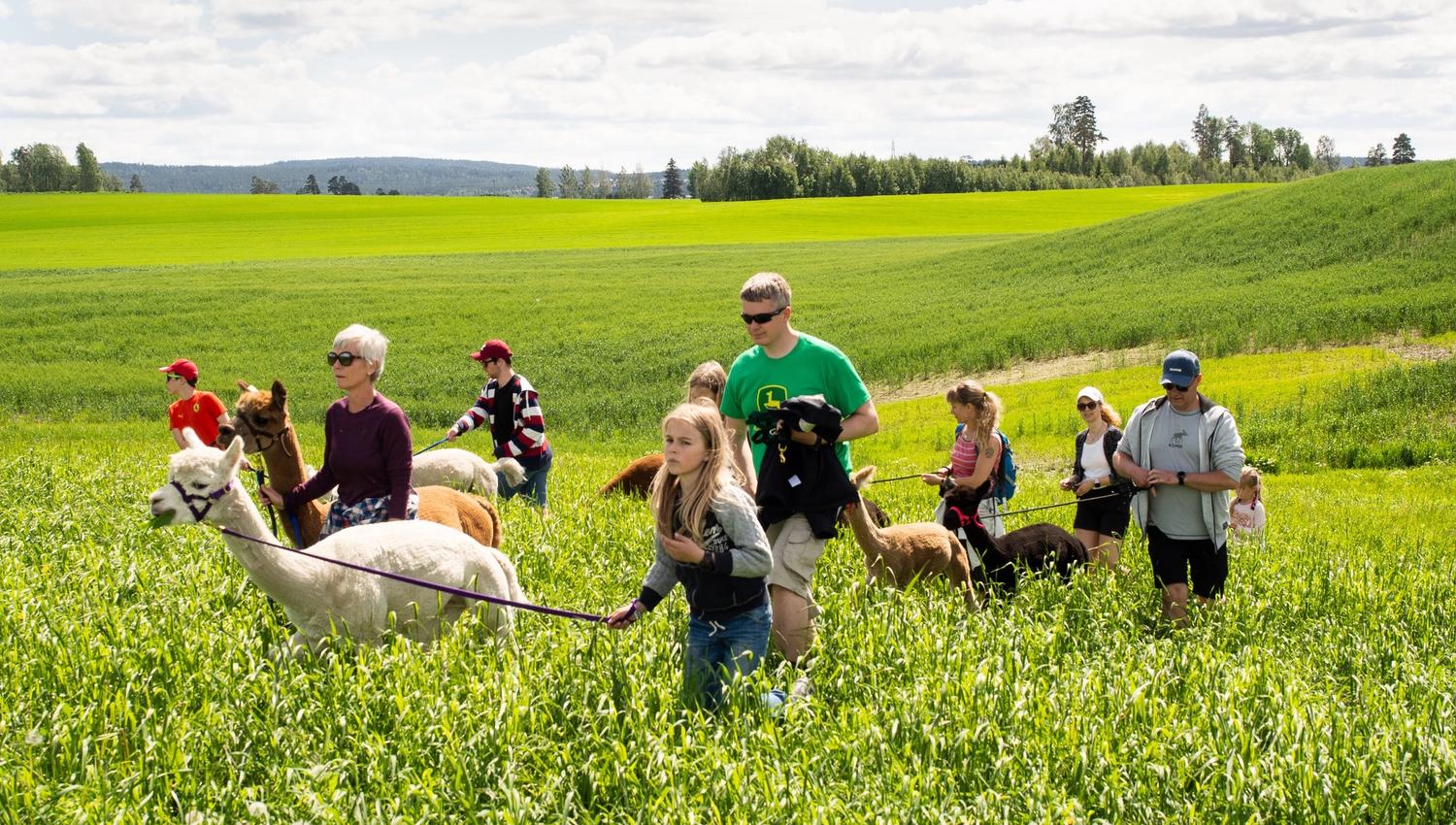children and alpacas walking in green fields