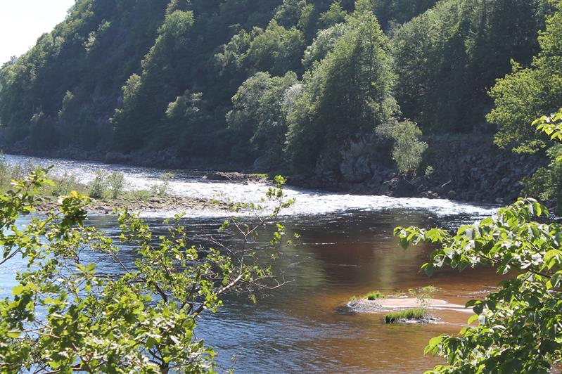 Bilde av Mandalselva, med skog bak