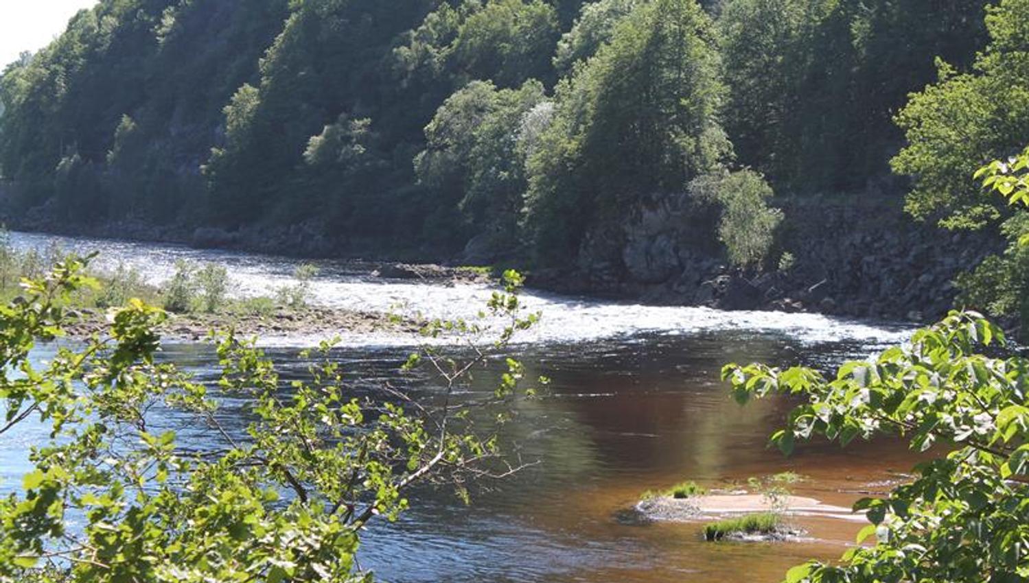 Bilde av Mandalselva, med skog bak