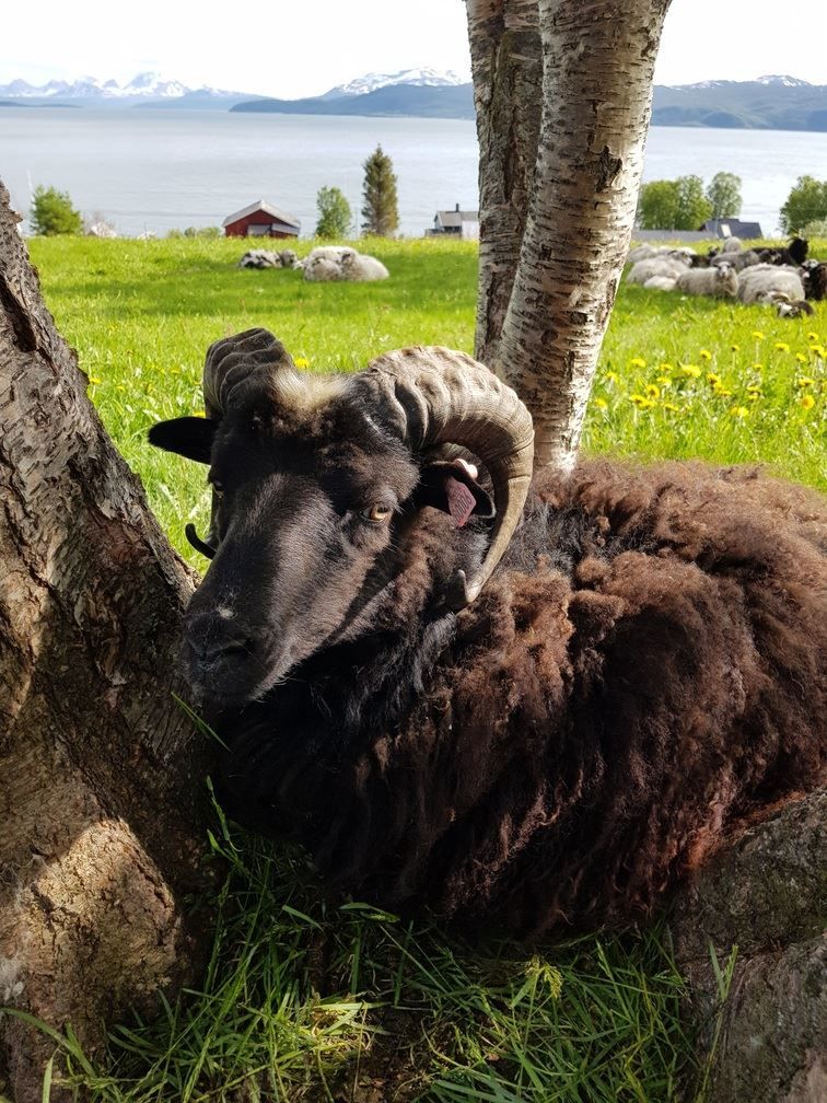 Black sheep with horns resting by a tree, with mountains and water in the background