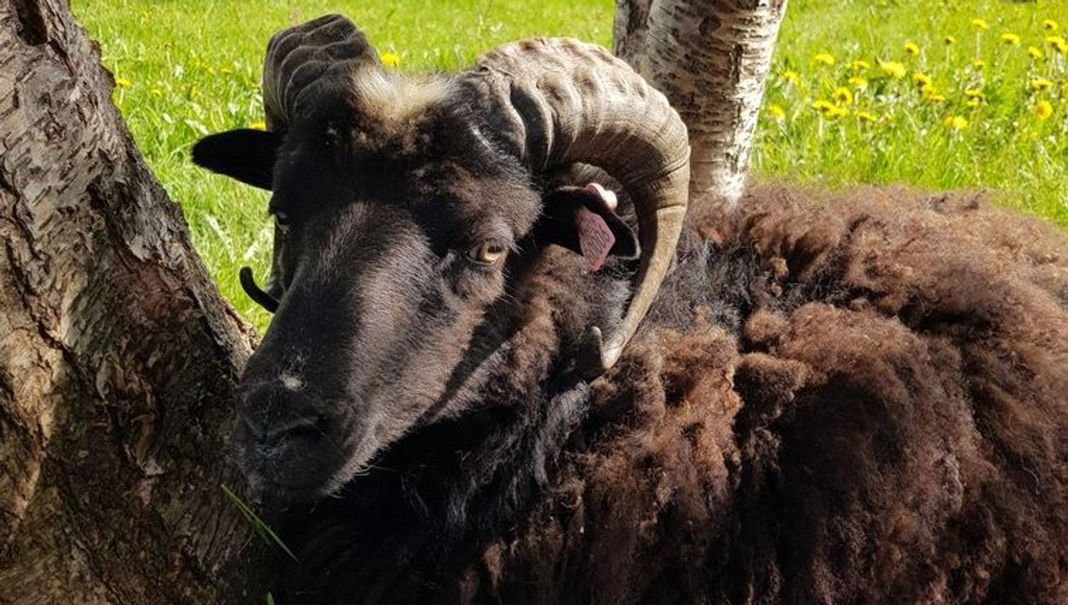 Black sheep with horns resting by a tree, with mountains and water in the background