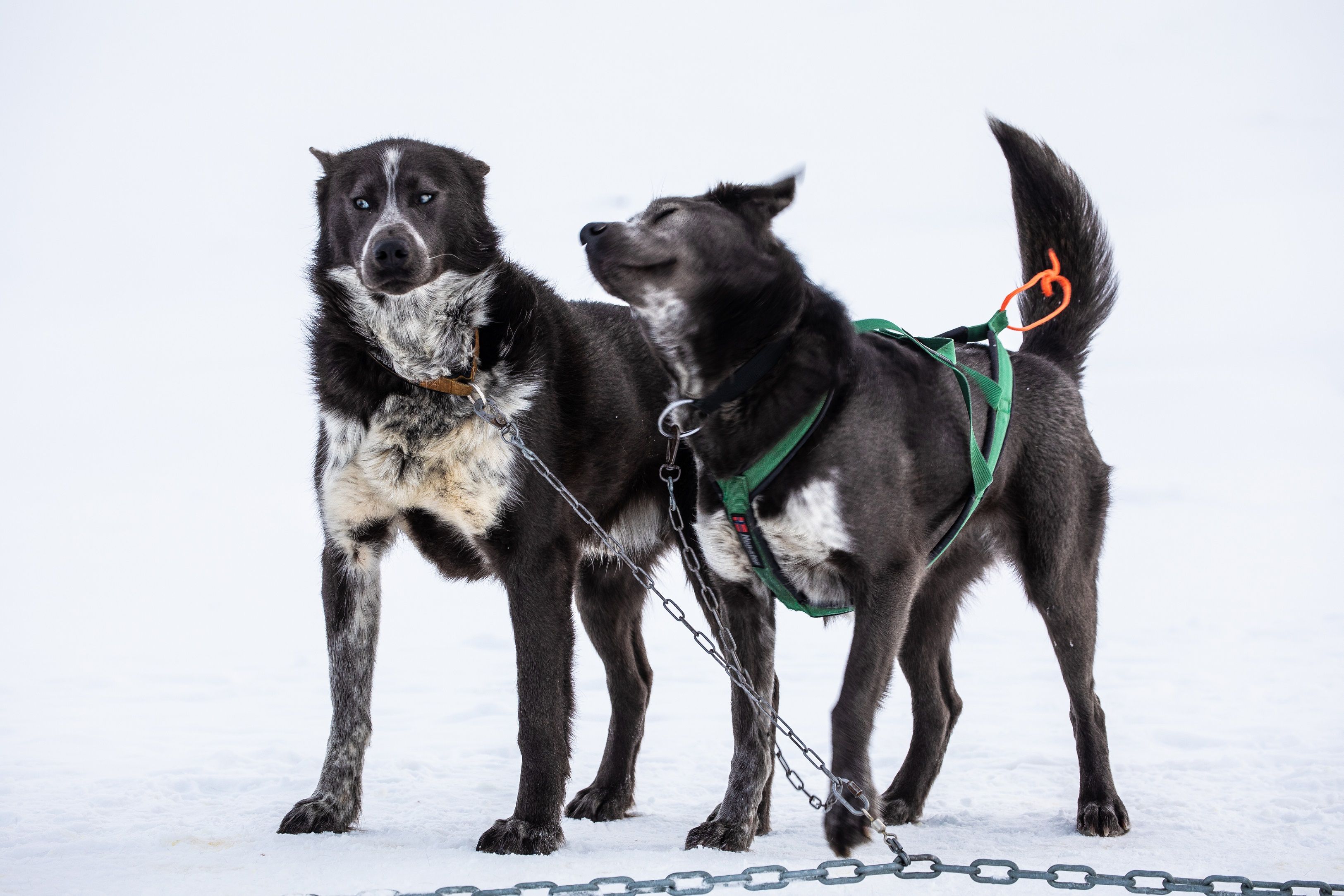 Two sled dogs standing next to each other