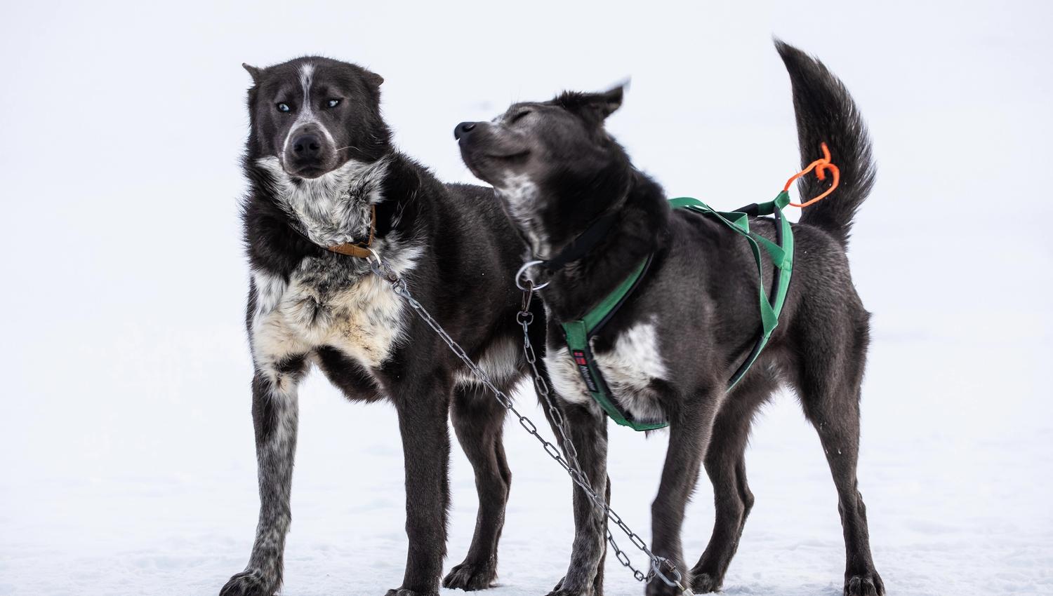 Two sled dogs standing next to each other