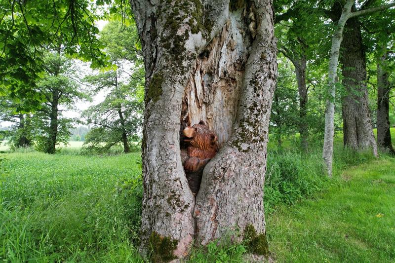 Hul trestamme i herregårdsparken – Et gammelt tre med en hul stamme, en del av det naturskjønne landskapet rundt Elingaard.