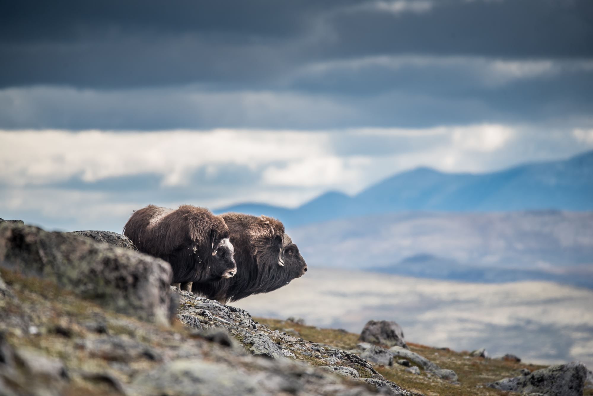 Musk Ox Safari