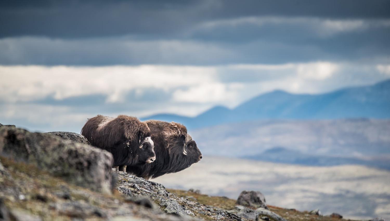 Musk Ox Safari