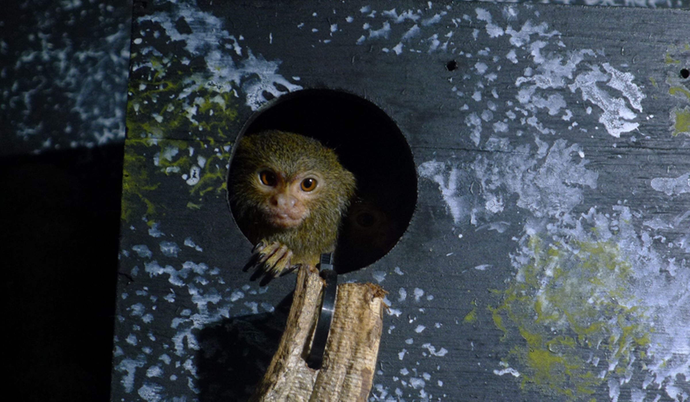 monkey