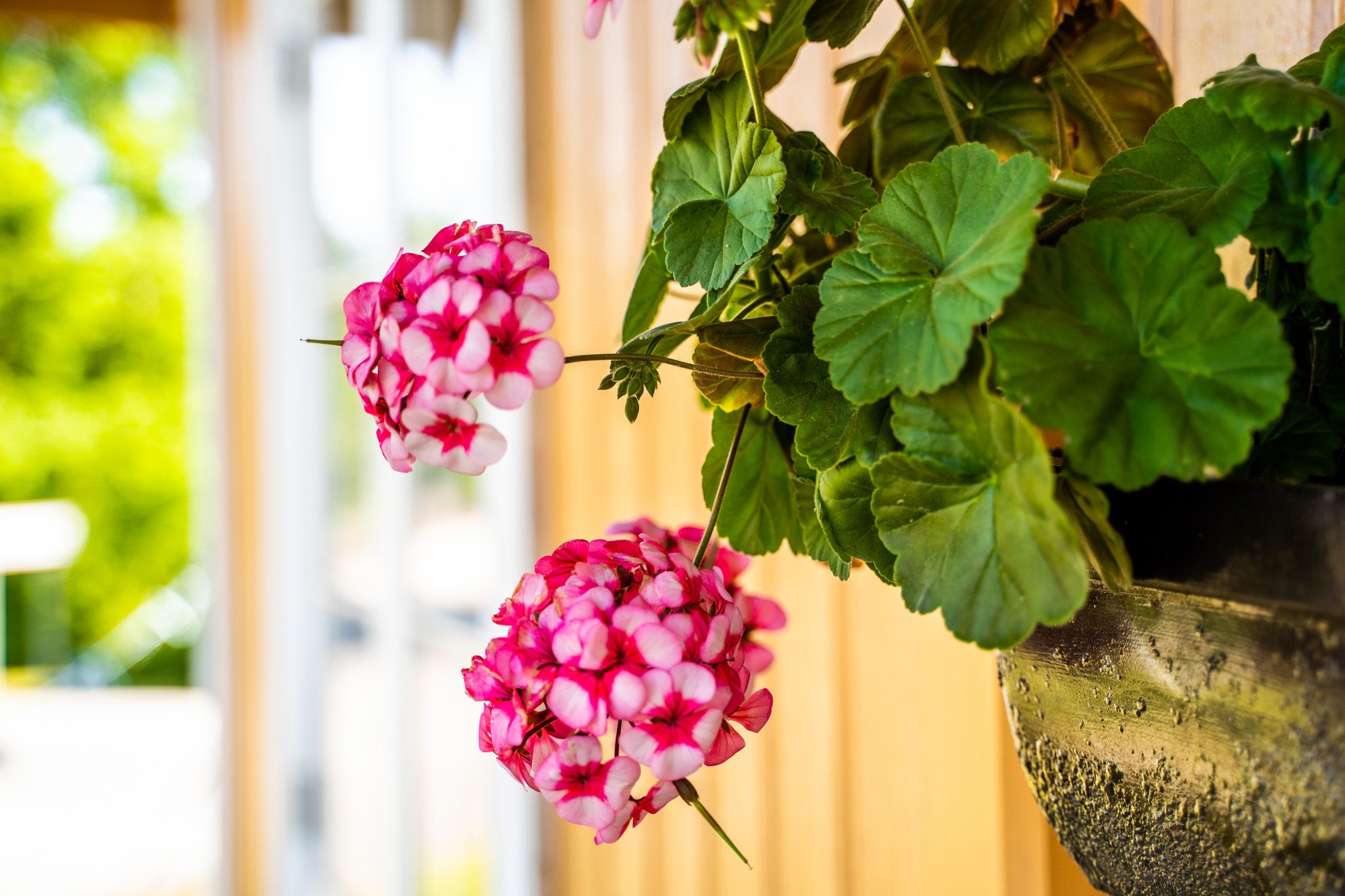 Blomster