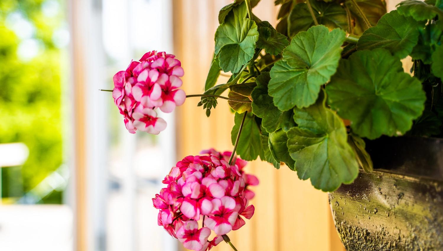 Blomster