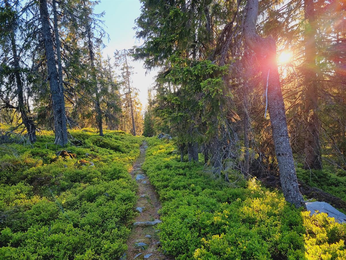 Narrow trail through green forest in low sunlight.