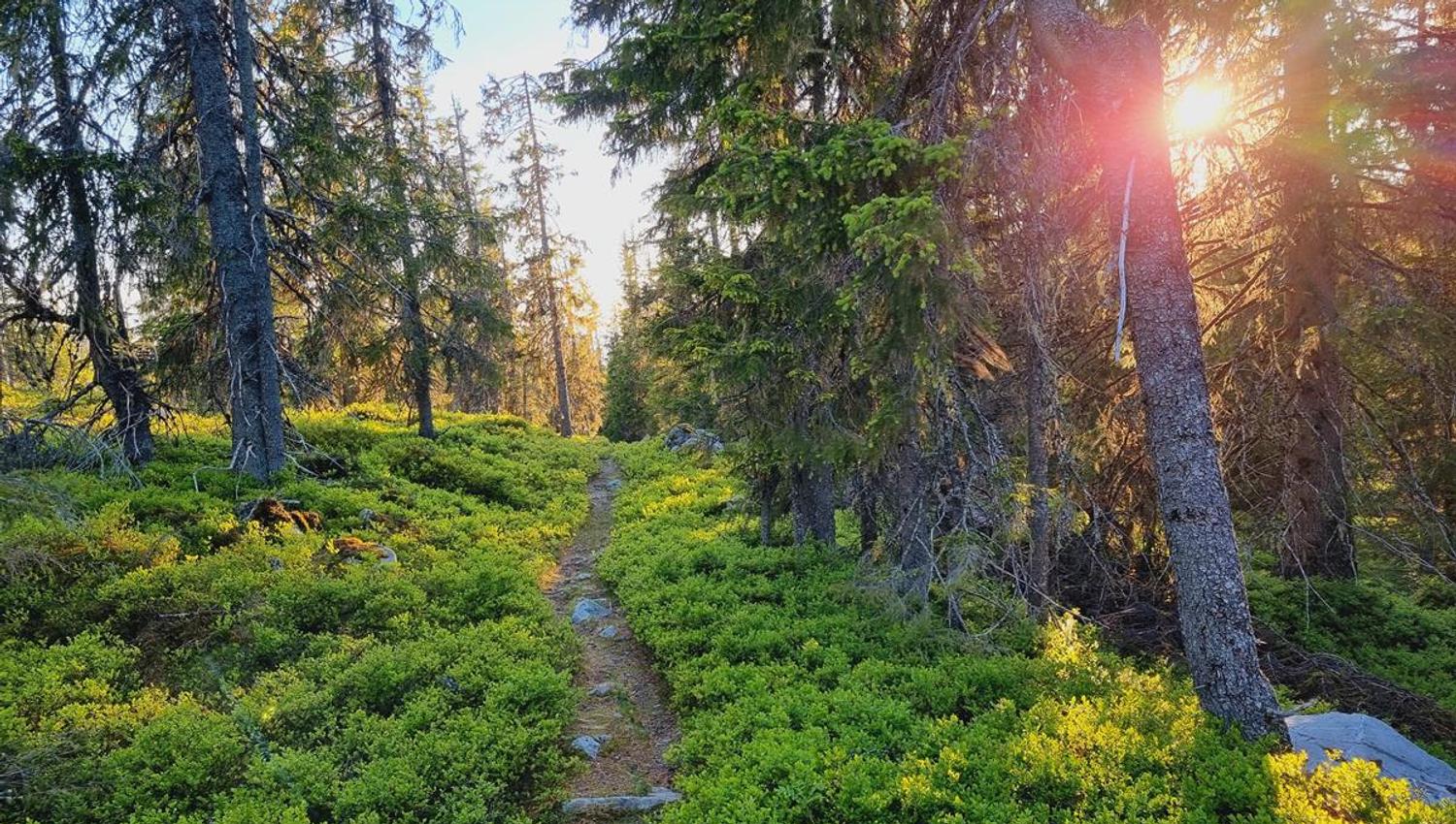 Narrow trail through green forest in low sunlight.