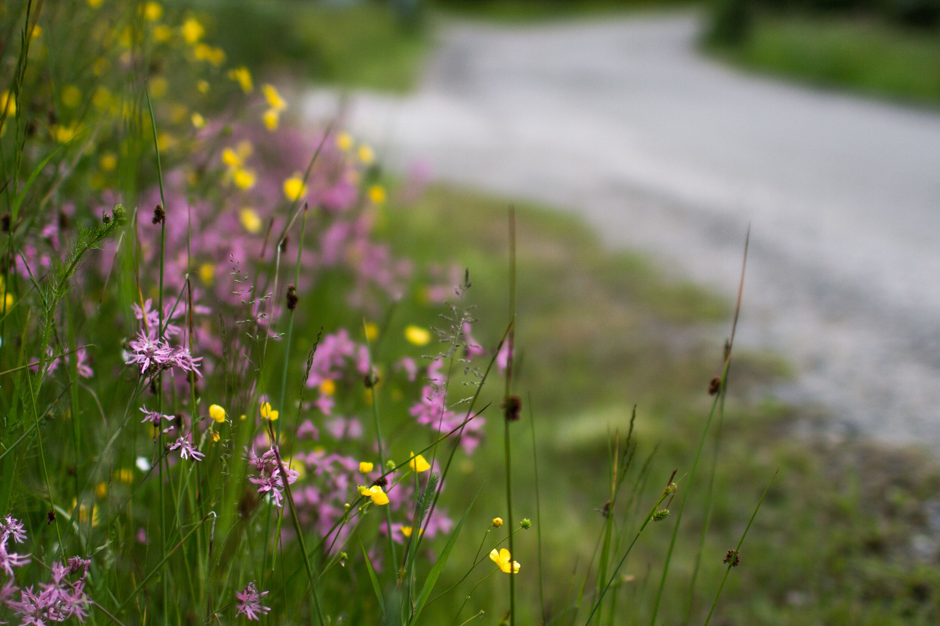 Fargerike blomster