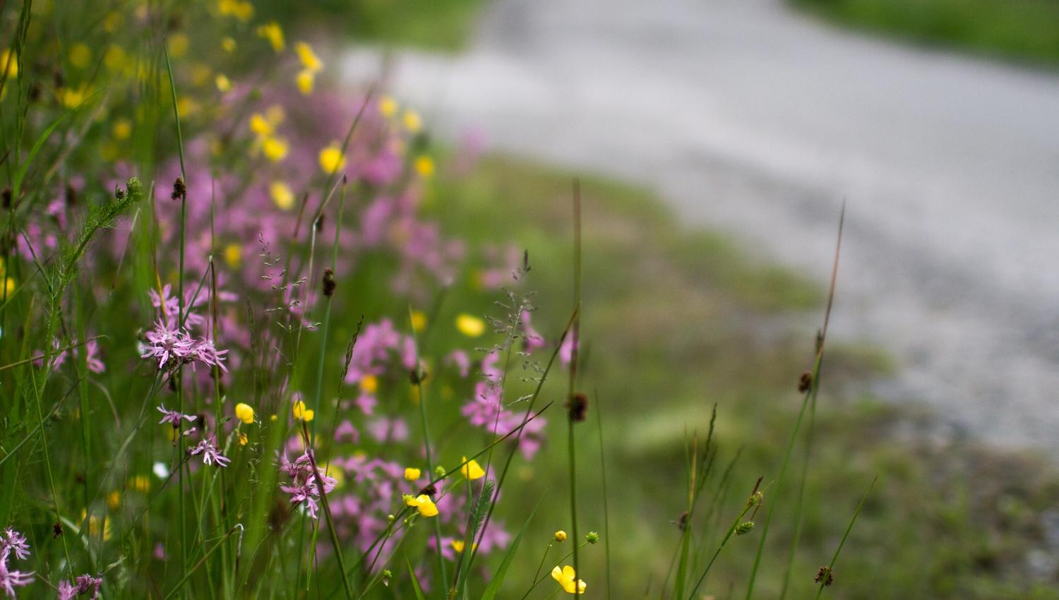 Fargerike blomster