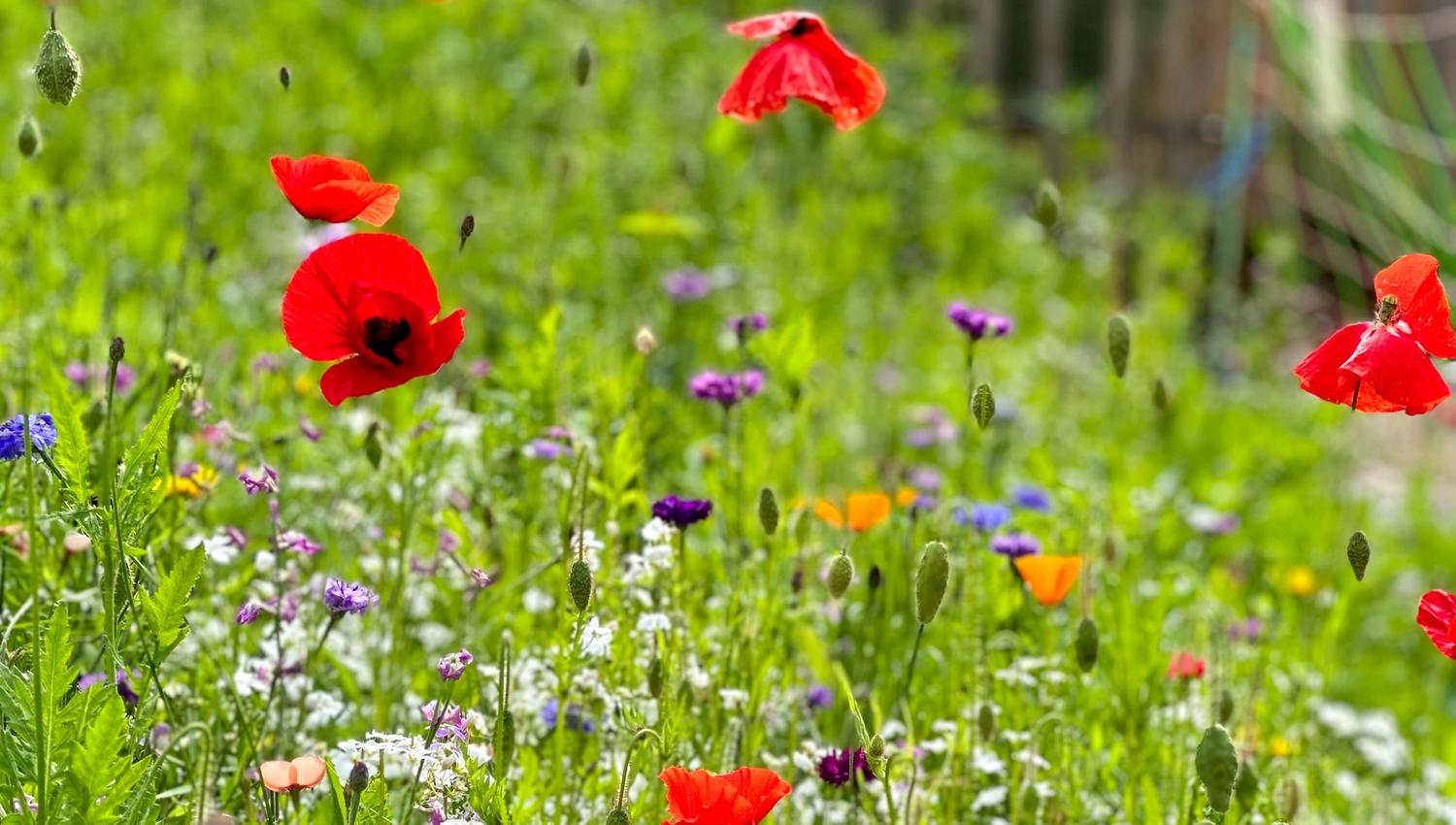 Green with nice flowers