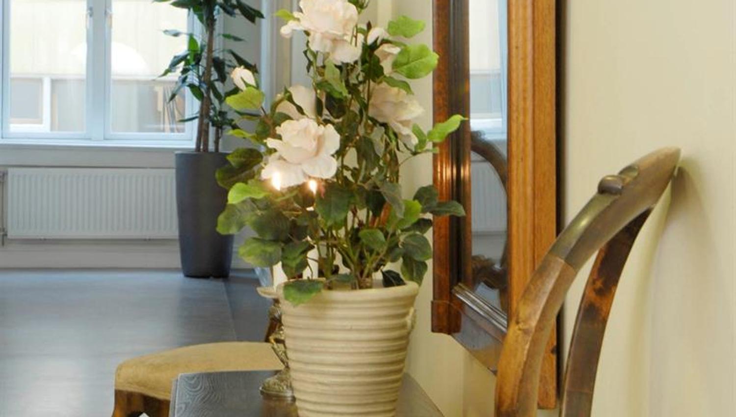 Detaljbilde av potteplante på et bord mellom to stoler.