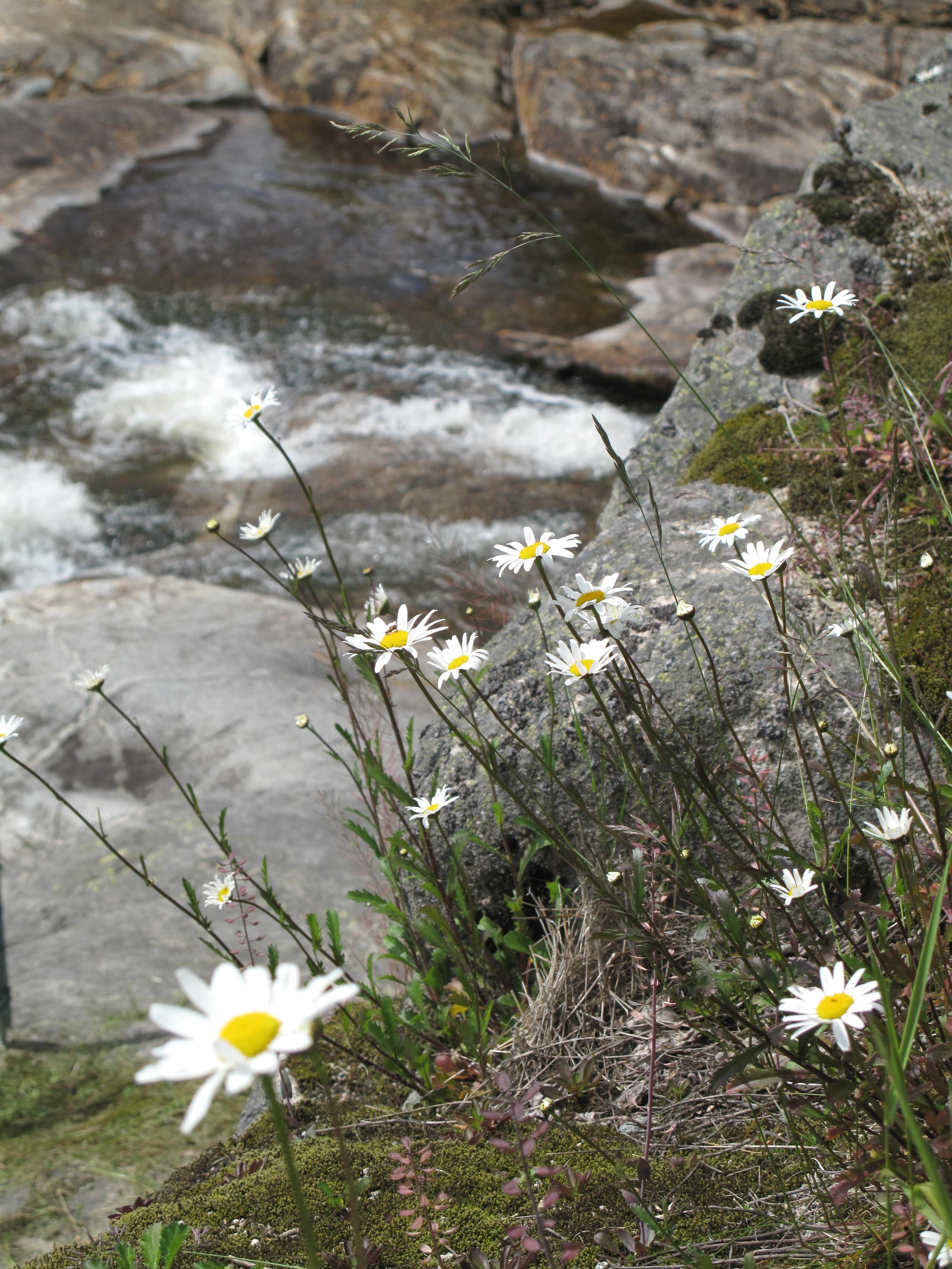 Blomster