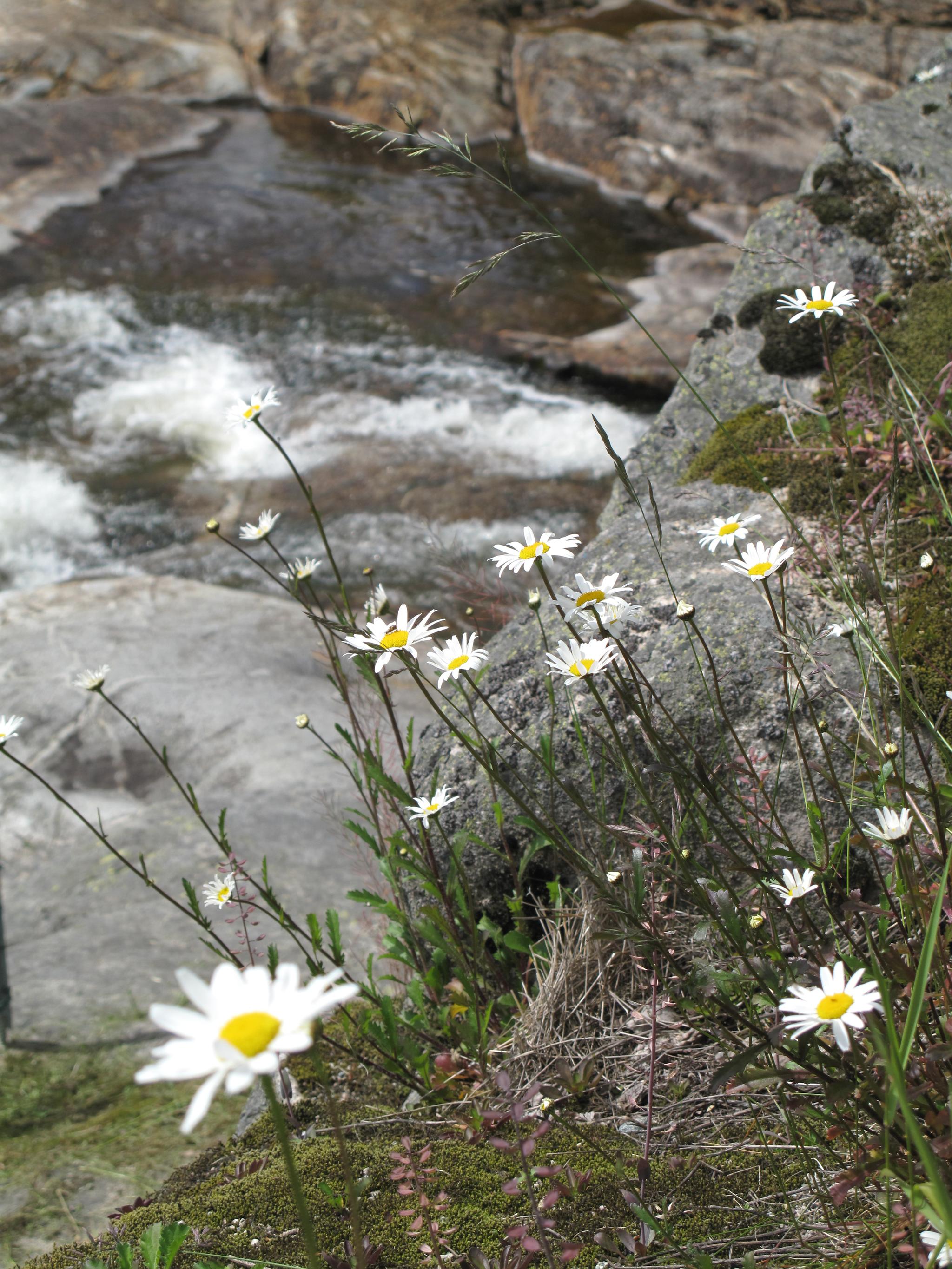Blomster