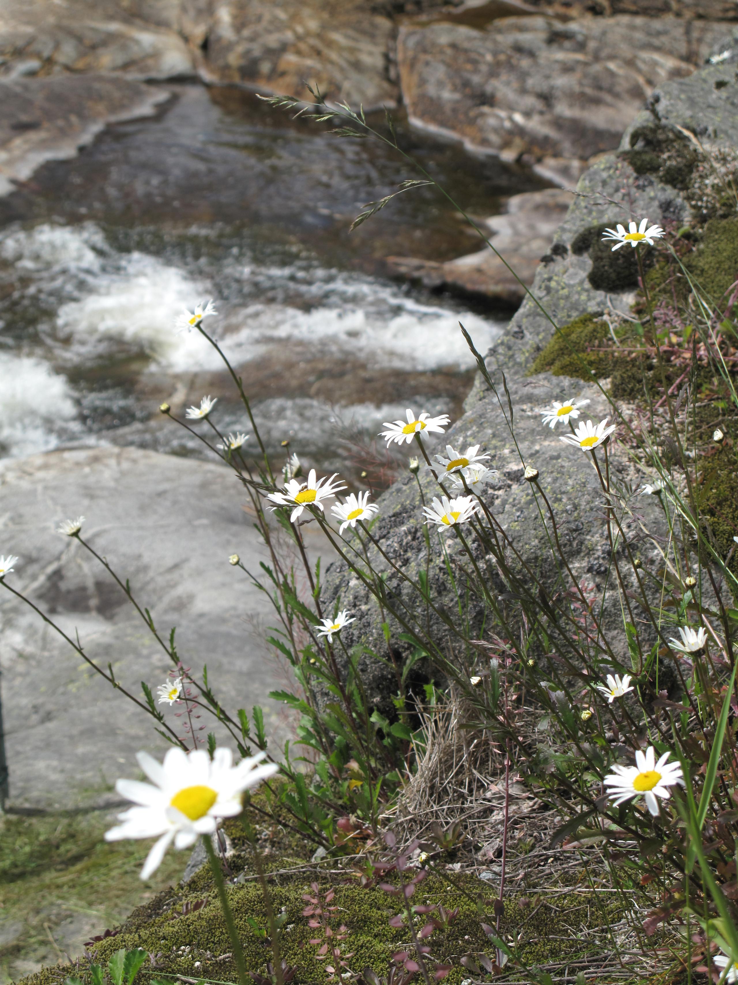 Blomster