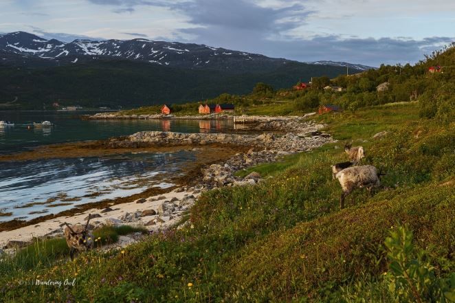 A beach and shoreline with mountains and houses in the background