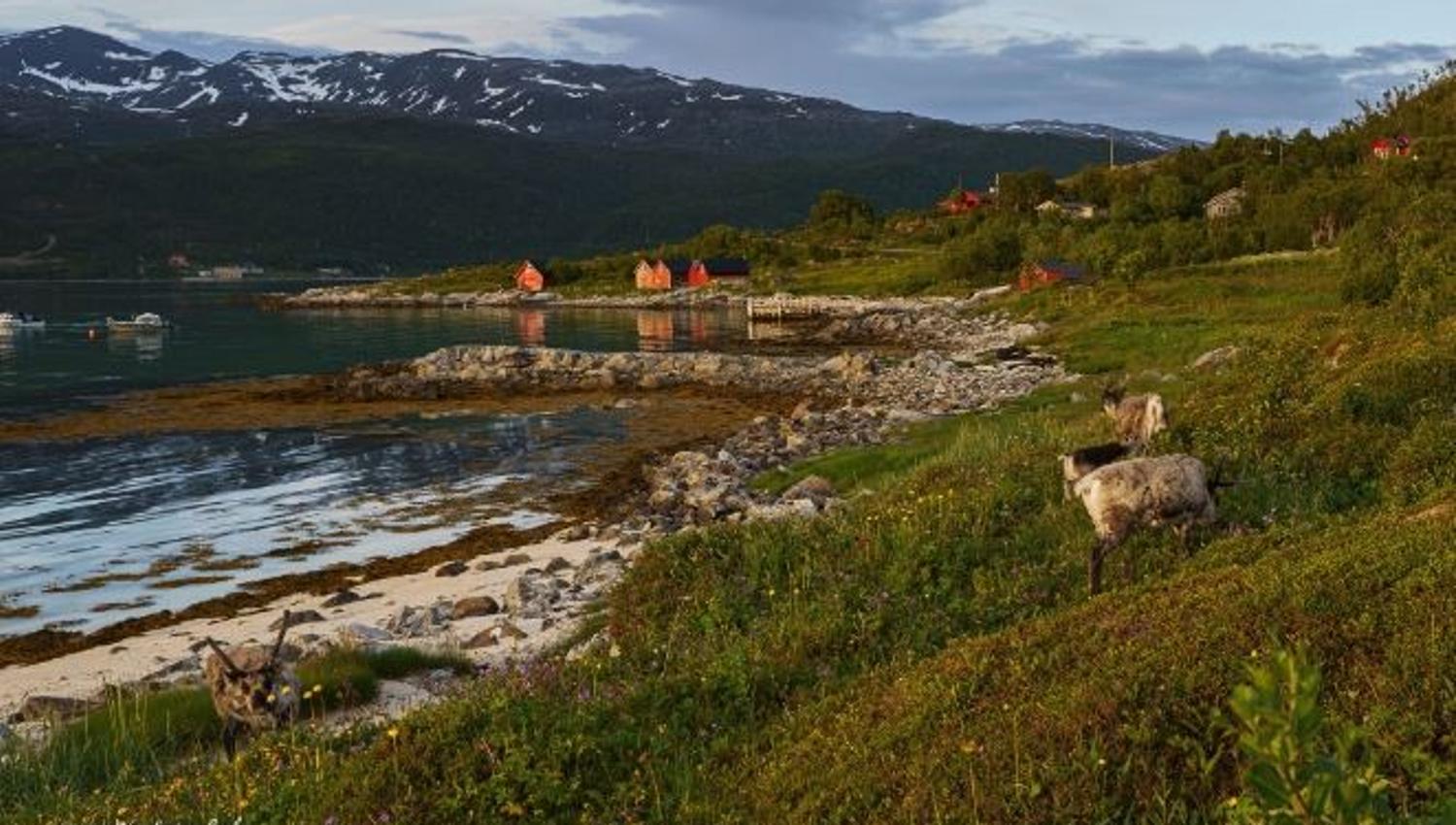 A beach and shoreline with mountains and houses in the background