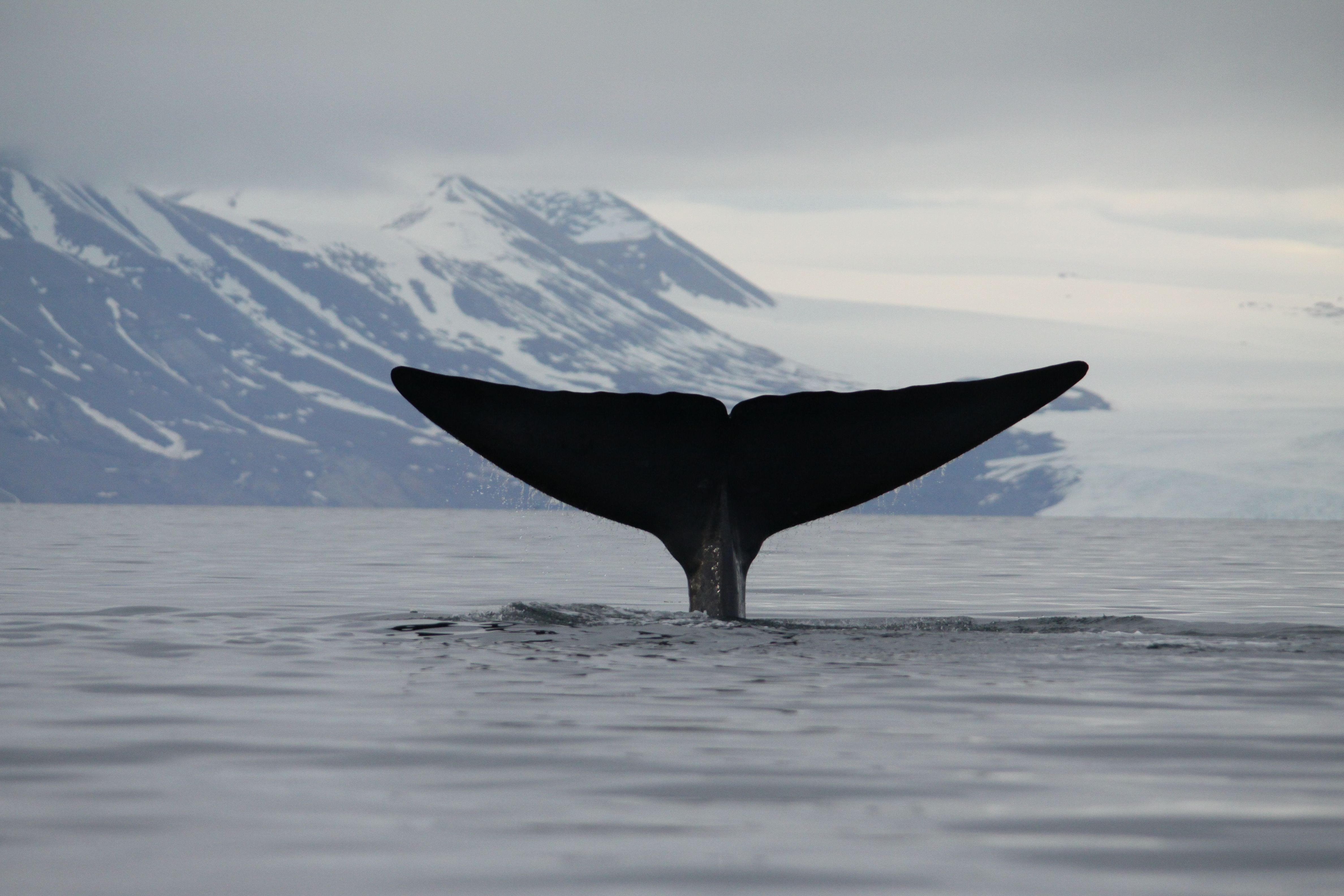 The whale's tail-fin
