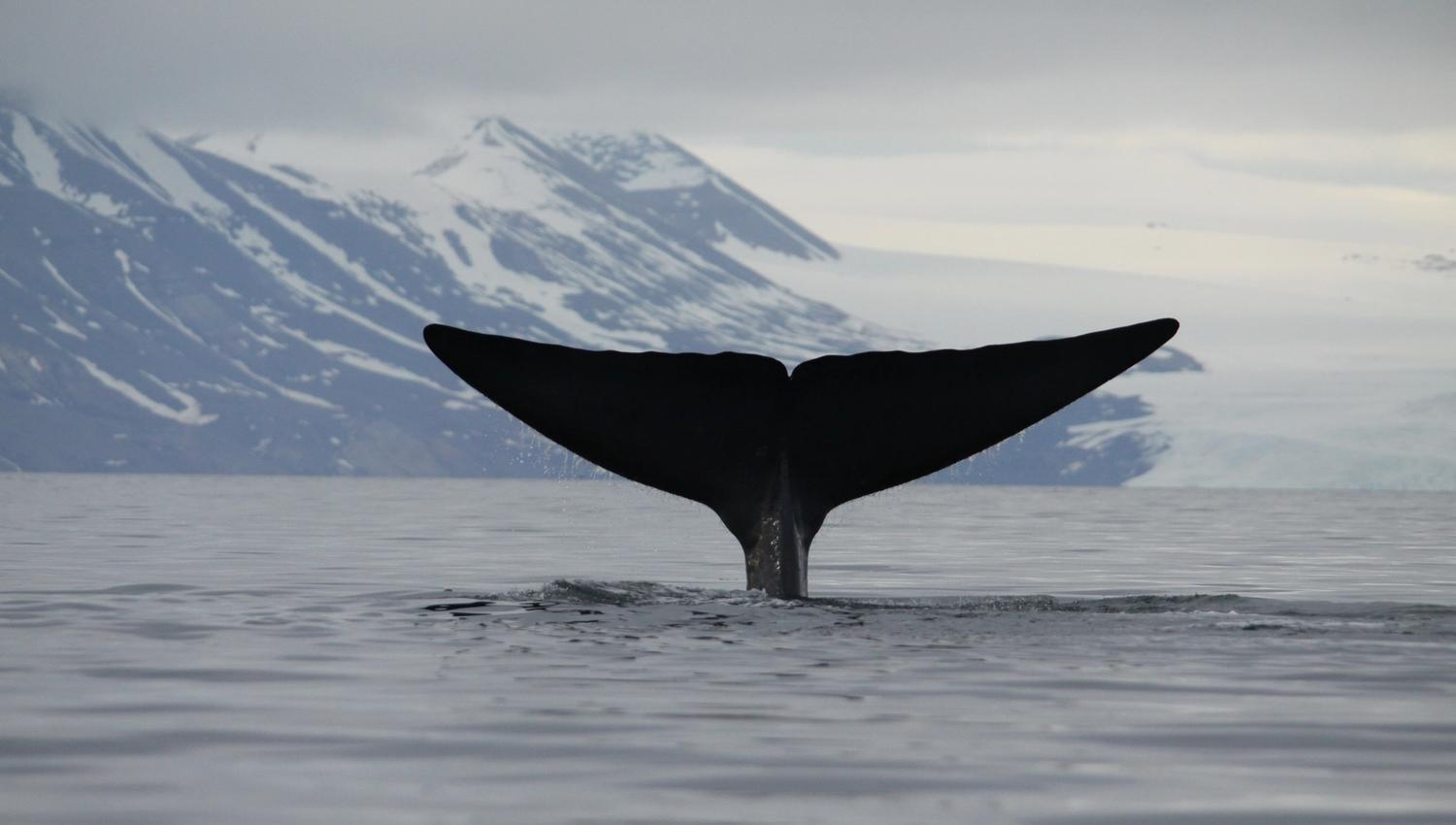 The whale's tail-fin