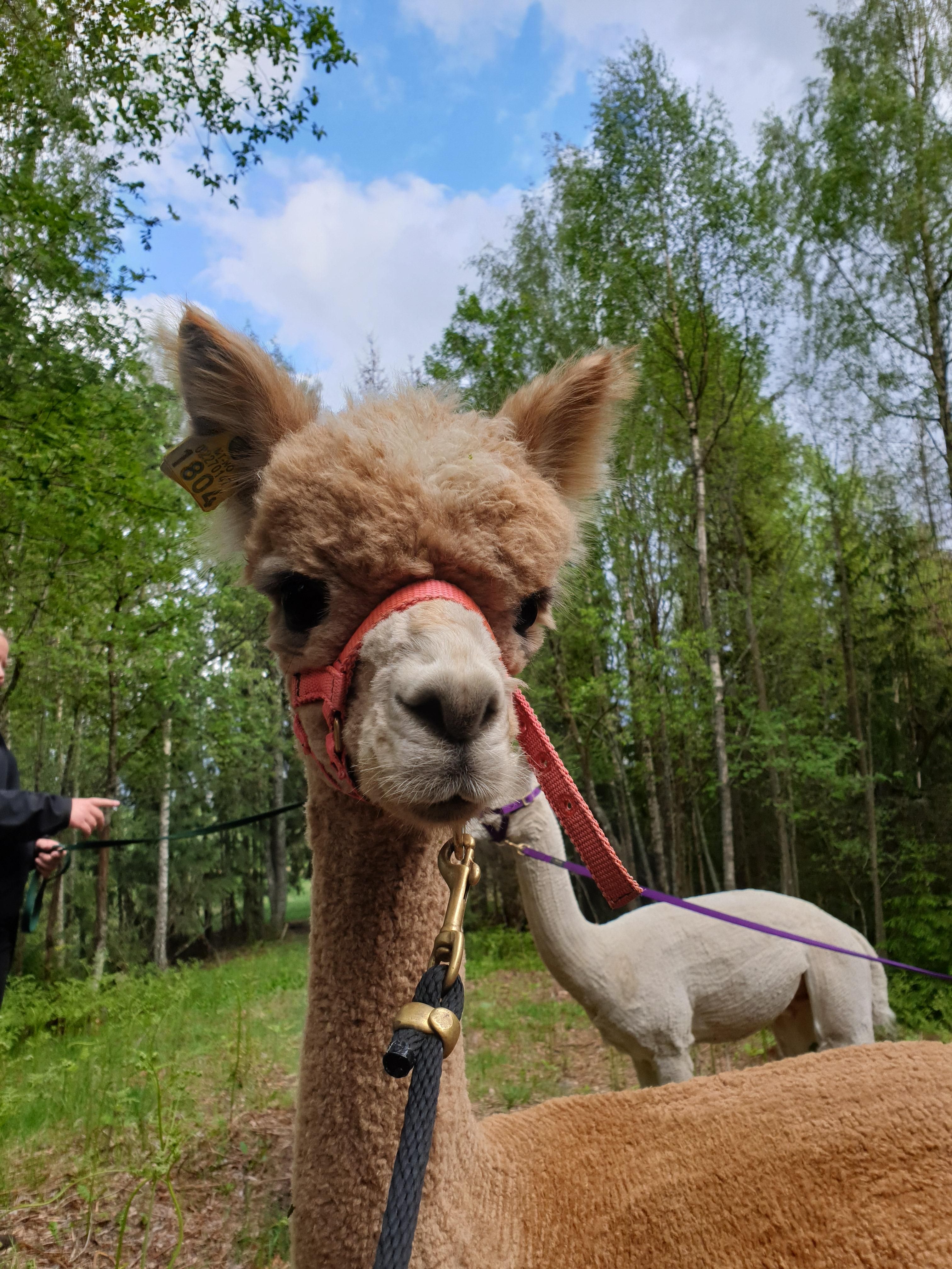 light brown alpaca 