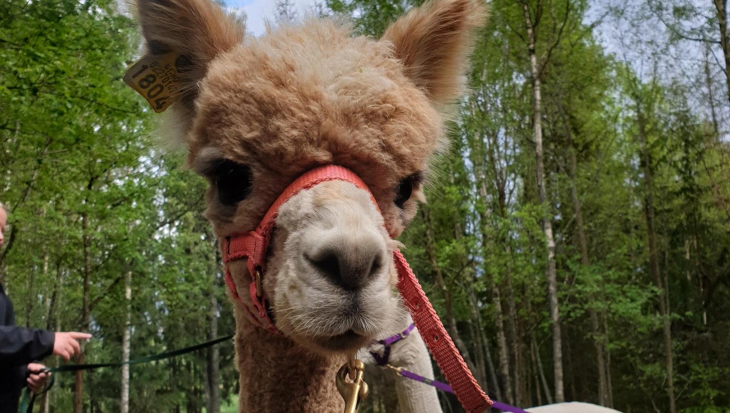 light brown alpaca