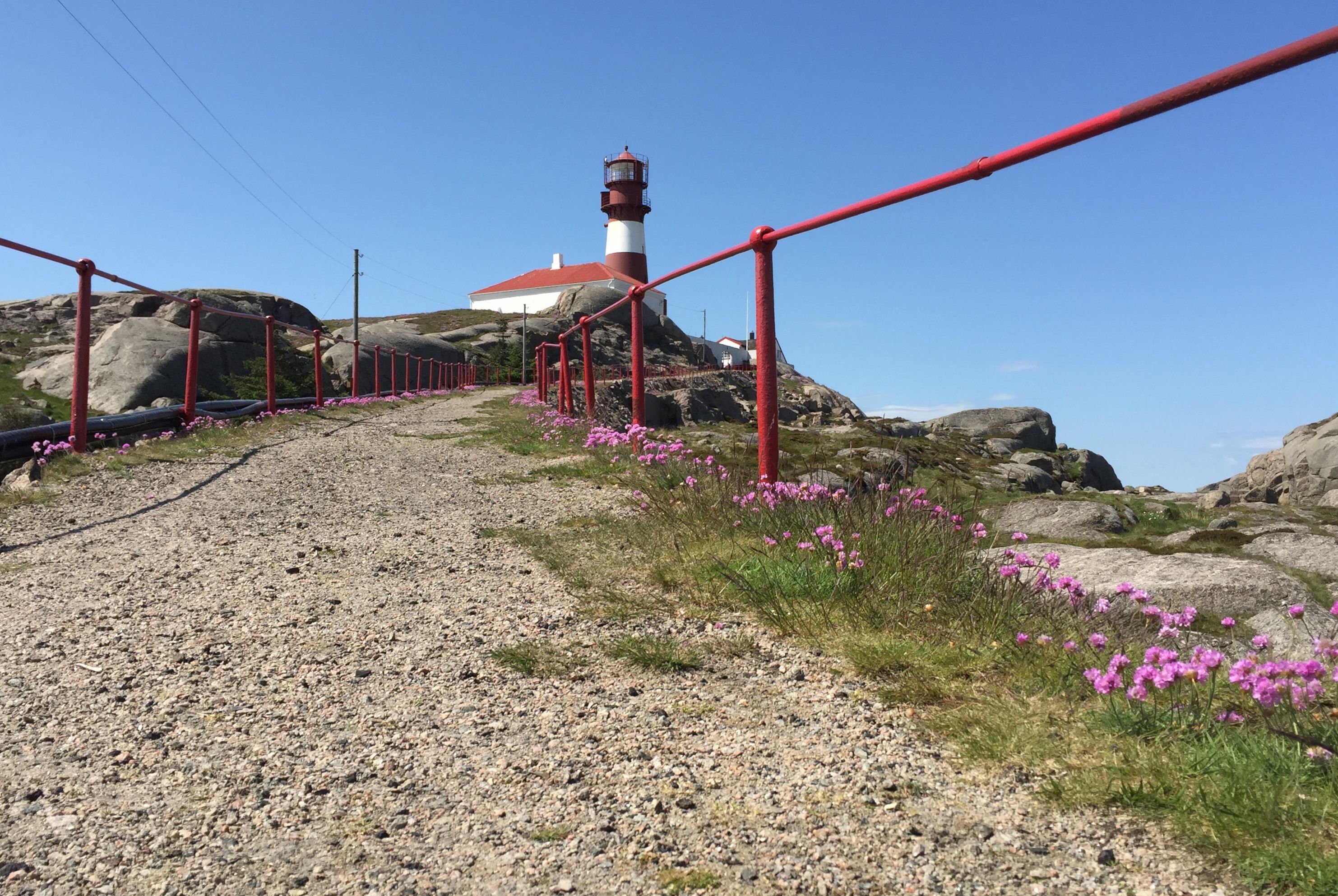 Sti opp til Ryvingen fyr, med fyret i bakgrunnen og rosa sommerblomster langs bakken