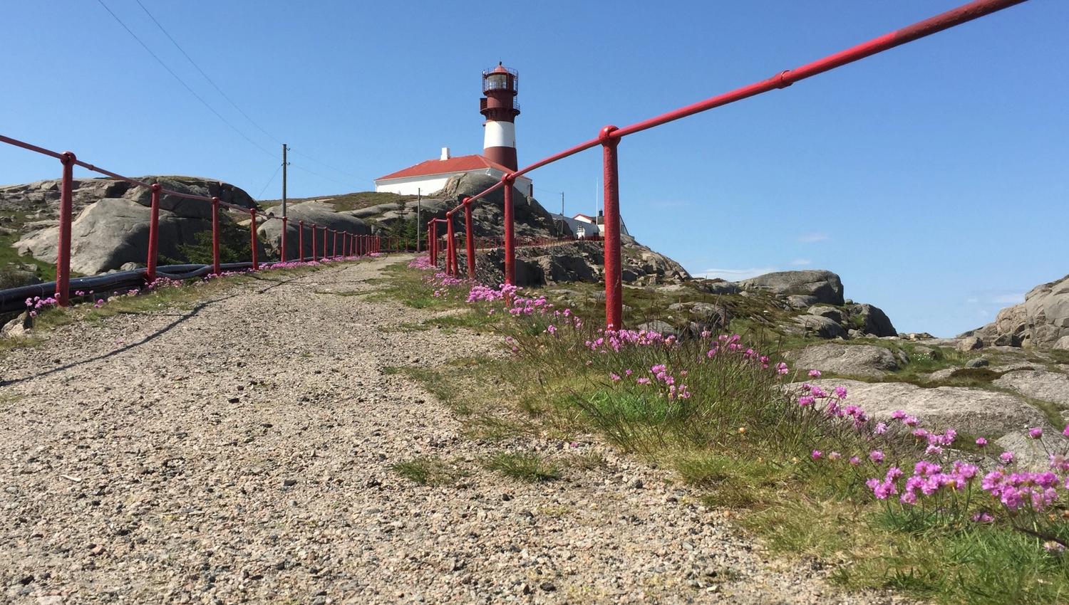 Sti opp til Ryvingen fyr, med fyret i bakgrunnen og rosa sommerblomster langs bakken