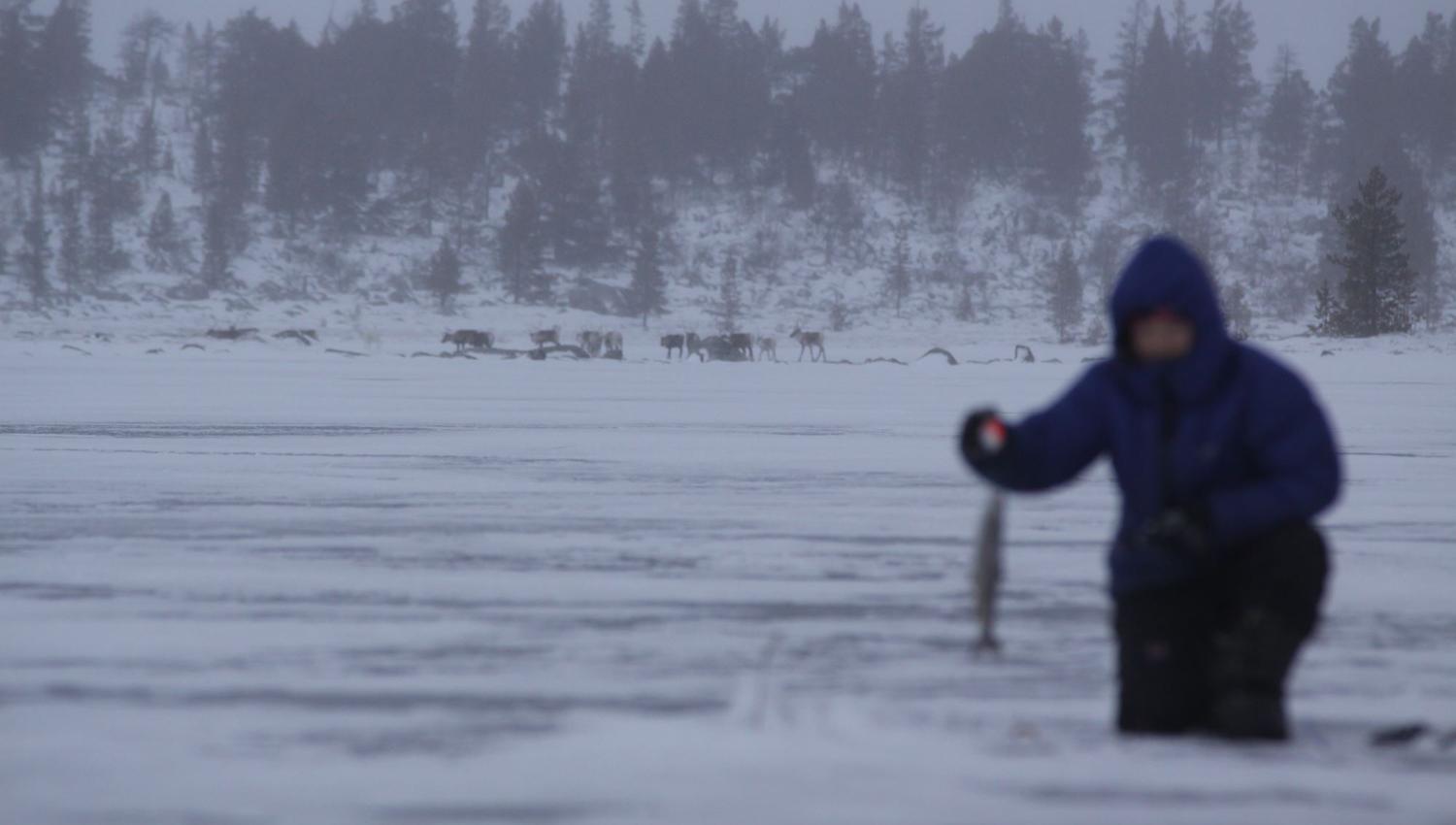 Curious reindeers