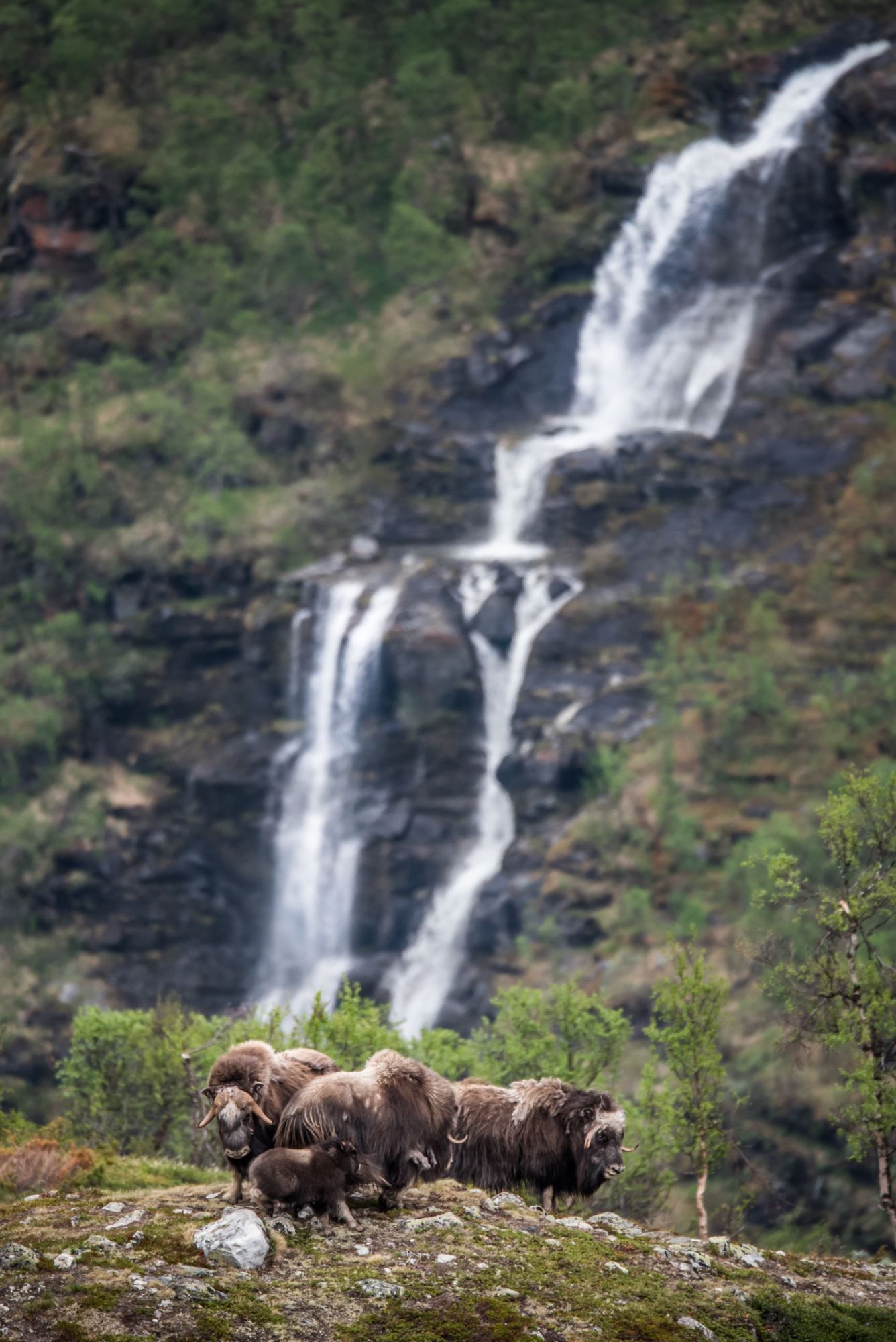 Musk Ox Safari Personal Tour