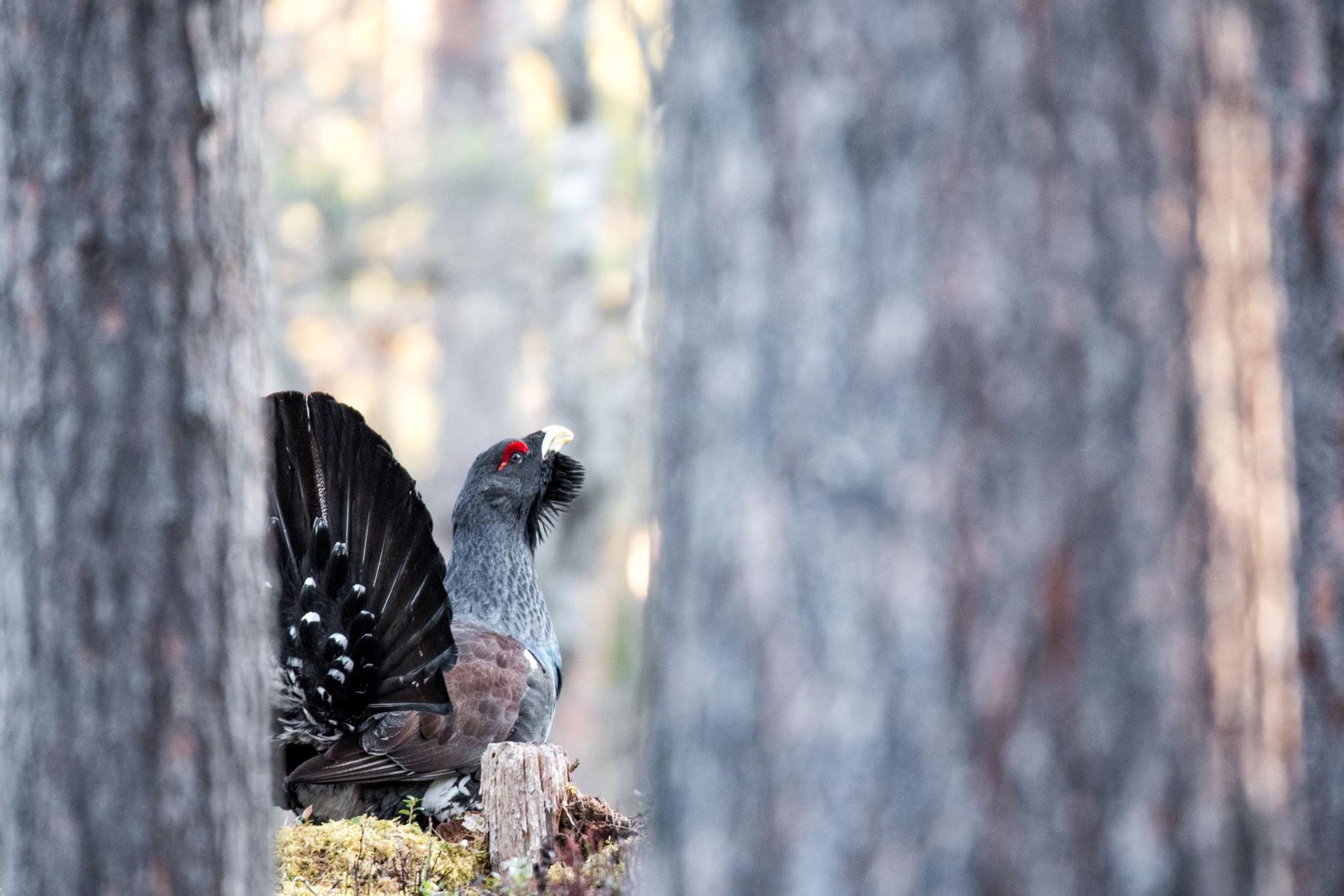 Capercaillie display from photo hide