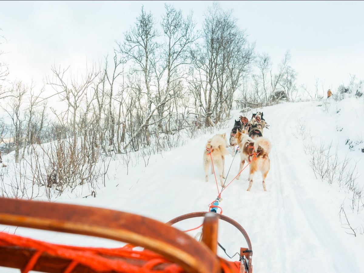 View from a dog sled with the huskies ahead on the winter trail