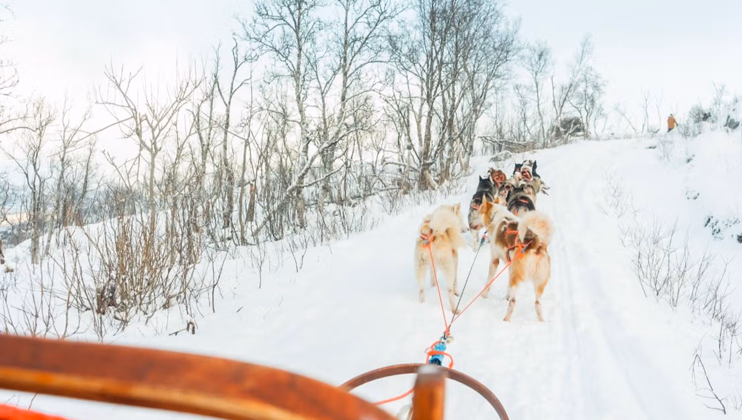 View from a dog sled with the huskies ahead on the winter trail
