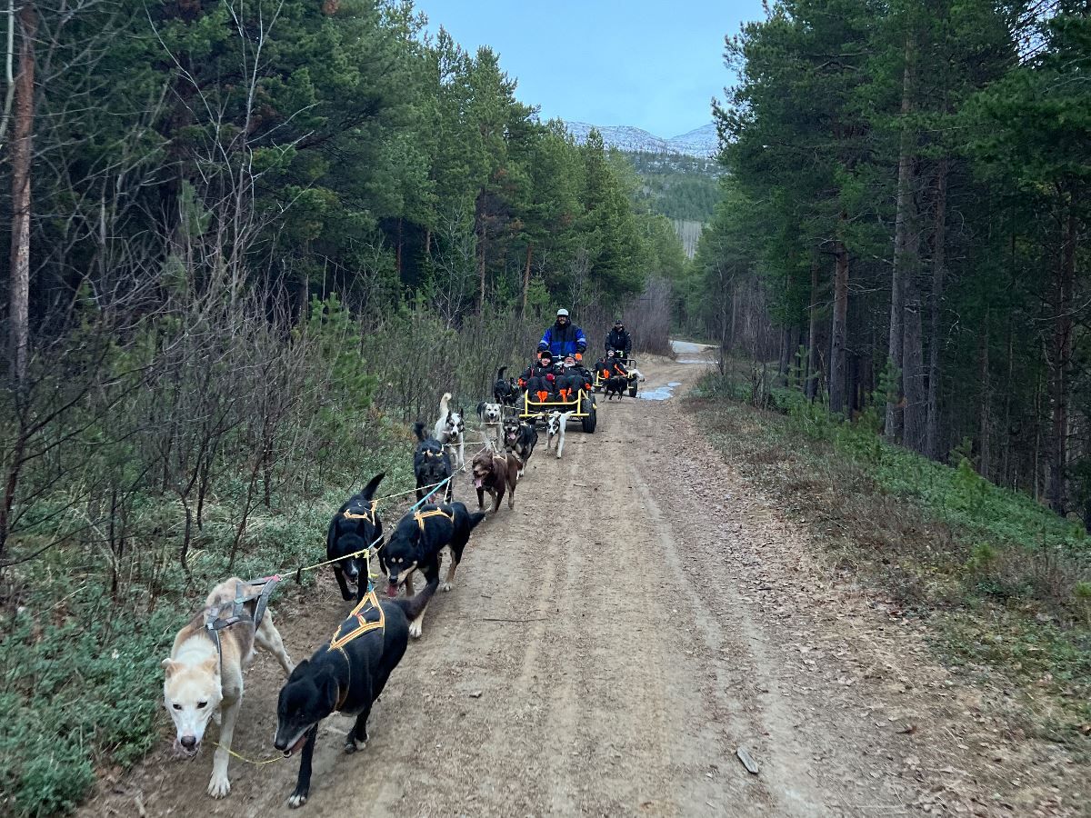 Husky team travelling through a pine forest with snow along the trail